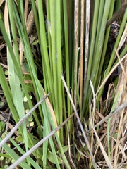Juncus edgariae