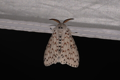 Lymantria nephrographa