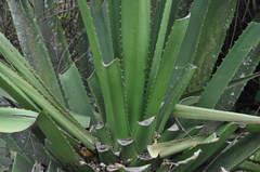Furcraea andina