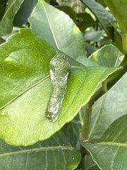 Papilio memnon heronus