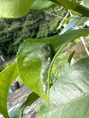 Papilio memnon heronus