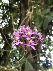 Epidendreae