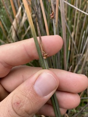 Juncus edgariae