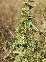 Baccharis pteronioides