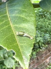 Papilio memnon heronus