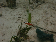 Serranus tabacarius