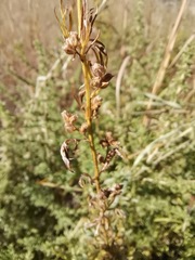 Baccharis pteronioides