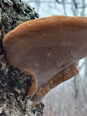 Phellinus