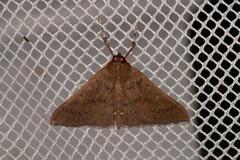 Syllepte phricosticha