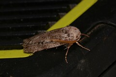 Cryptophasa irrorata