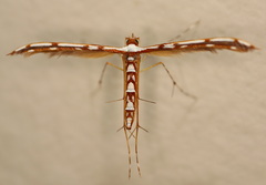 Cosmoclostis aglaodesma