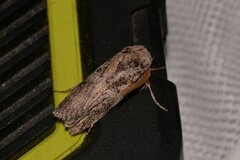 Cryptophasa irrorata