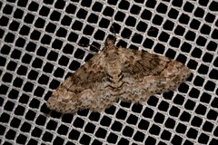 Myrioblephara desumpta