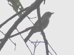 Vireo
