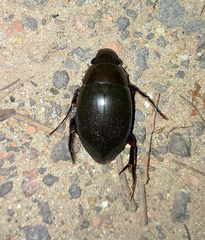 Dibolocelus