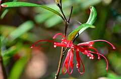 Grevillea oleoides