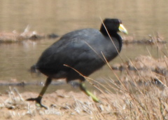 Fulica ardesiaca
