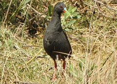 Pardirallus sanguinolentus