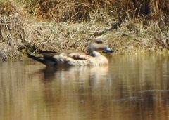 Lophonetta specularioides