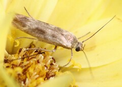 Scythris trivinctella