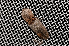 Cryptalaus prosectus