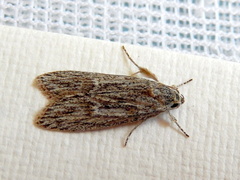 Phloeograptis obliquata