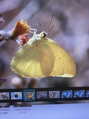 Phoebis agarithe fisheri