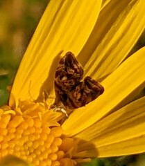 Choreutis emplecta