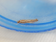 Acolasta scolia