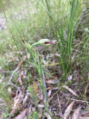Calochilus