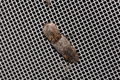 Cryptalaus prosectus