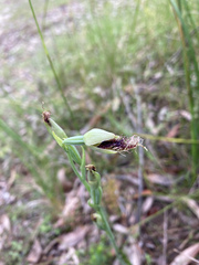Calochilus