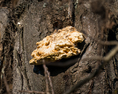 Laetiporus sulphureus