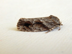 Agriophara confertella