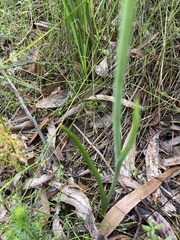 Calochilus