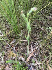 Calochilus