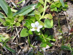 Bacopa