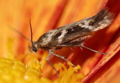 Scythris trivinctella