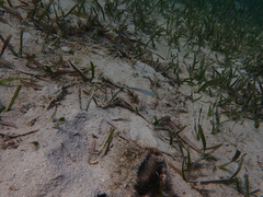 Malacanthus plumieri