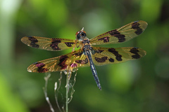 Rhyothemis graphiptera