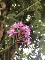 Epidendreae