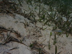 Malacanthus plumieri