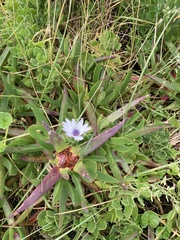 Dimorphotheca fruticosa