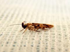 Ardozyga sodalisella