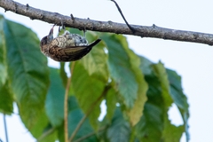 Picumnus squamulatus