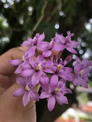 Epidendreae