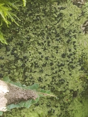 Bacidia schweinitzii