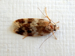 Barea eucapnodes