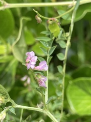 Vicia hirsuta