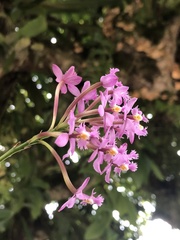 Epidendreae